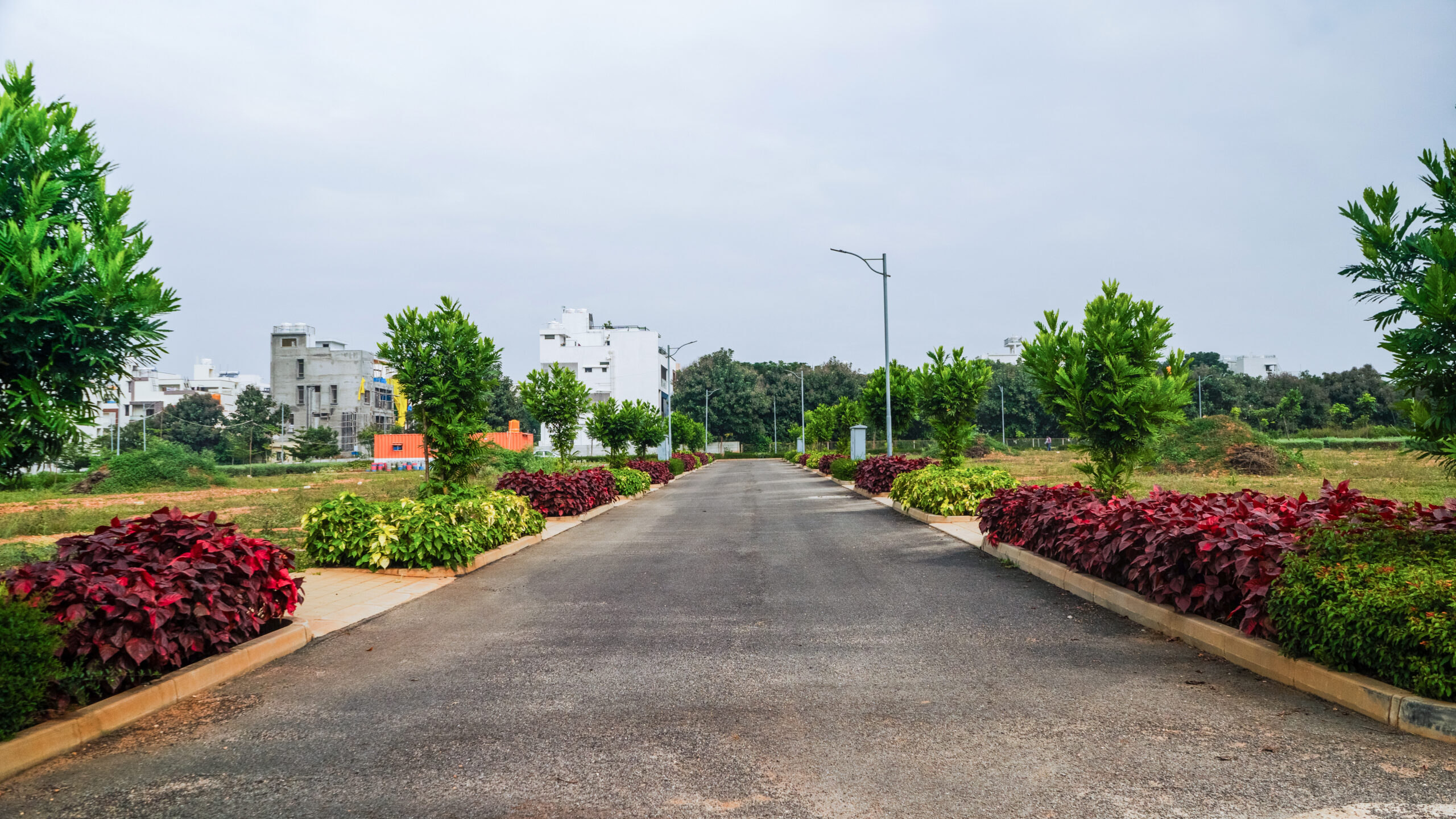 EKA avenue road with plantation